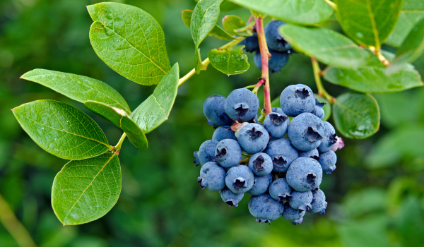 blueberry